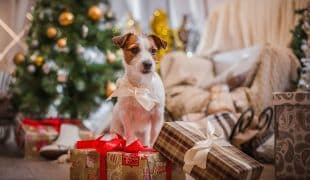 Tiere als Weihnachtsgeschenk