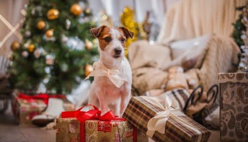 Tiere als Weihnachtsgeschenk