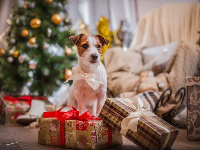 Tiere als Weihnachtsgeschenk