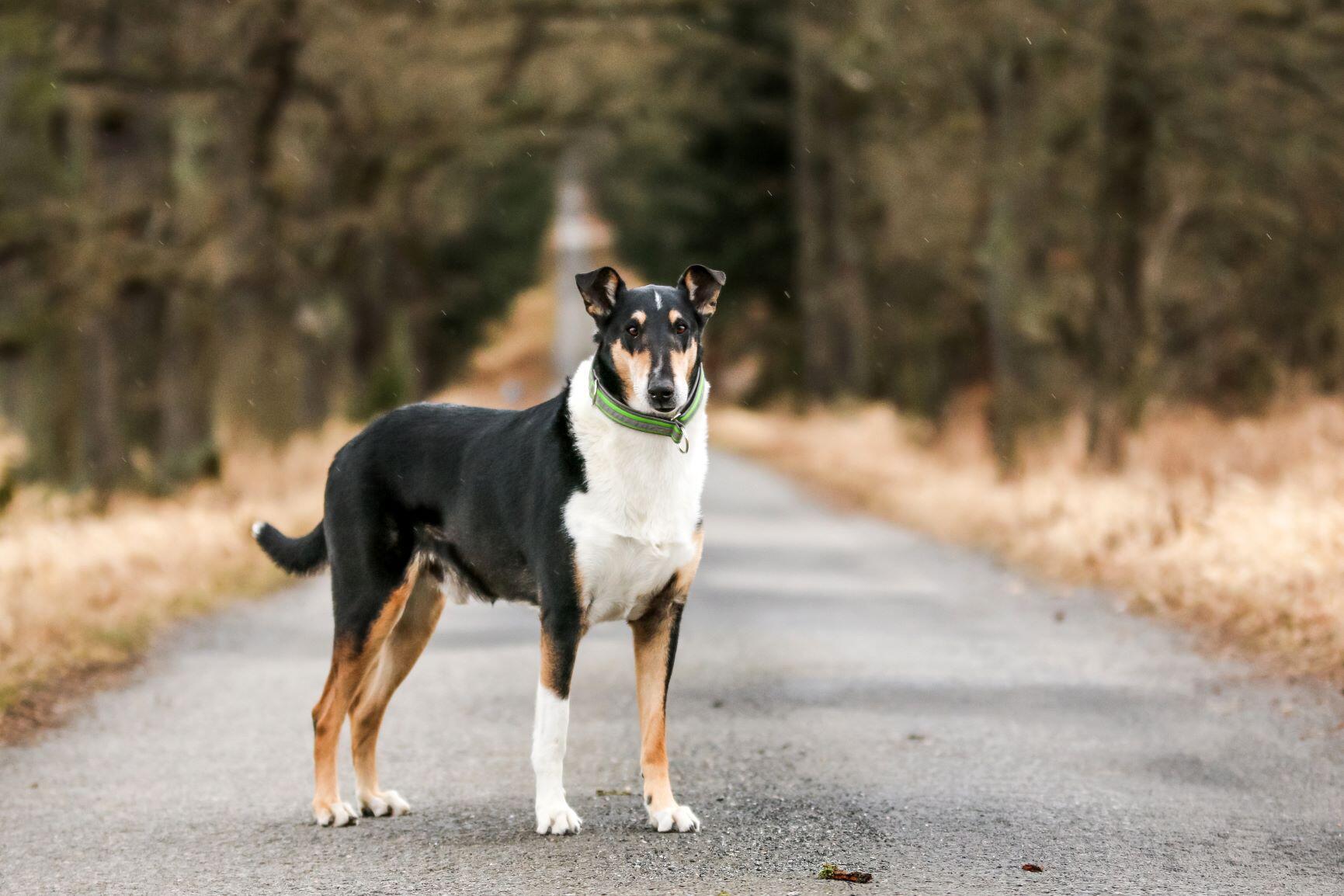 Kurzhaar Collie Charakter, Größe & Erziehung Steckbrief