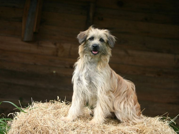 Langhaariger Pyrenäenschäferhund