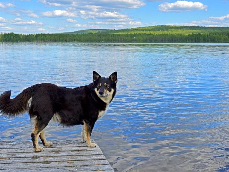 Lappländischer Rentierhund