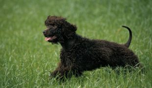 Irish Water Spaniel