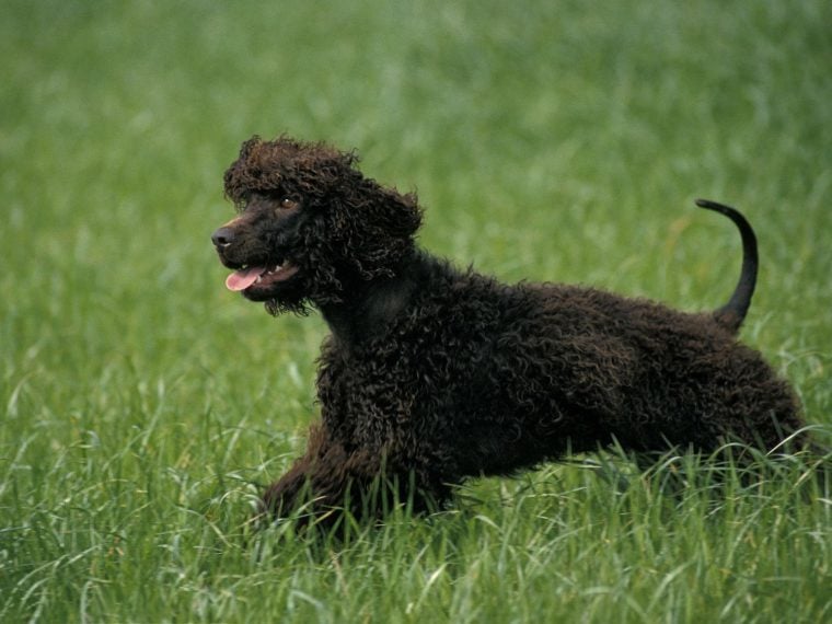 Irish Water Spaniel