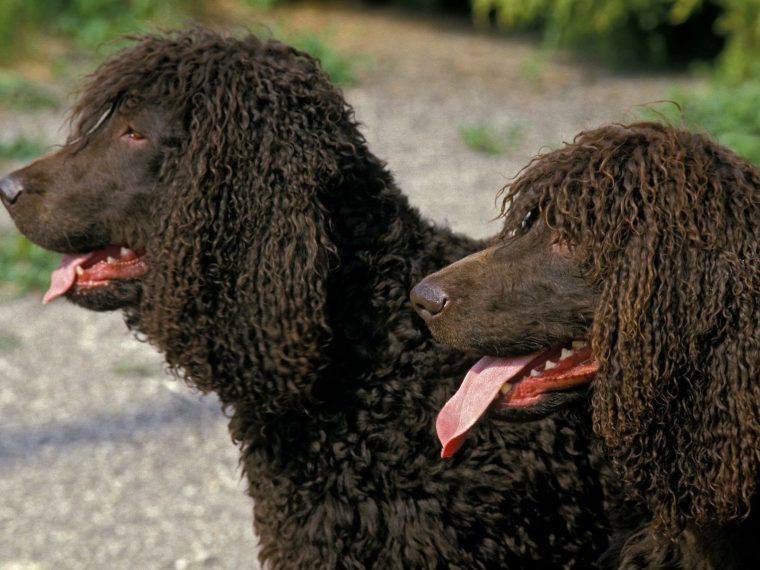 Irish Water Spaniel