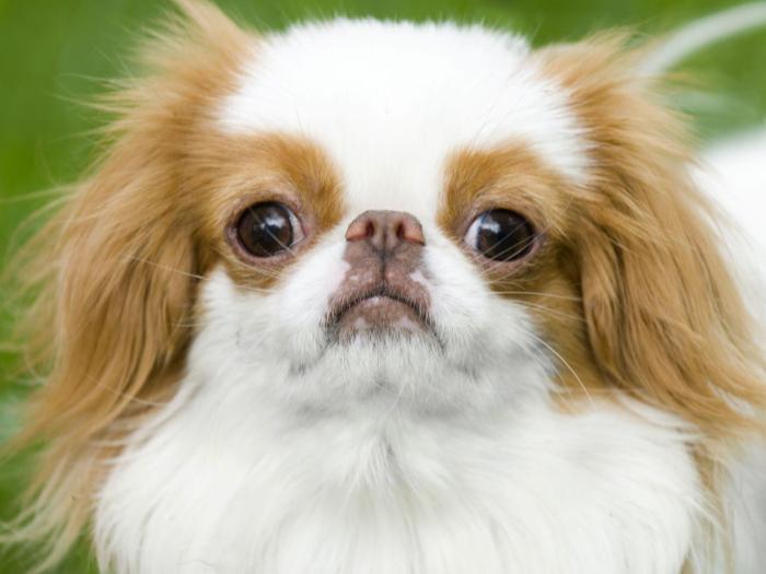 Japan Chin im Rasseportrait ZooRoyal Magazin