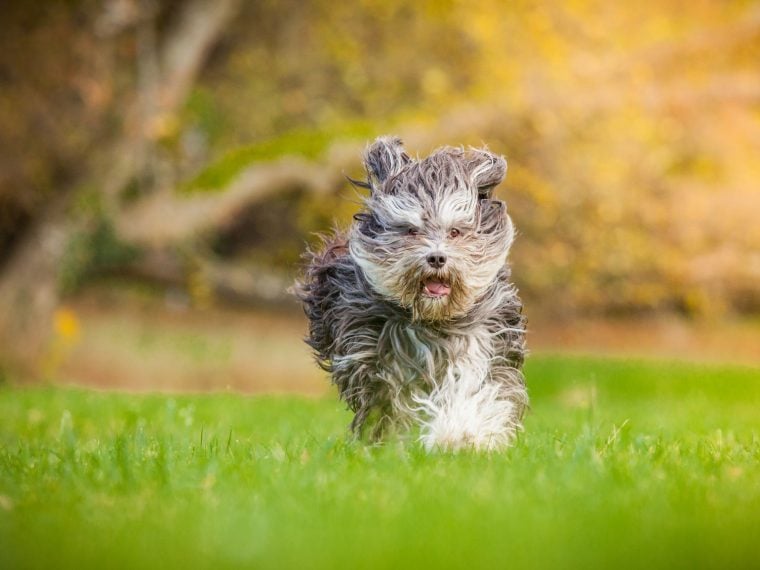 Katalnischer Schäferhund