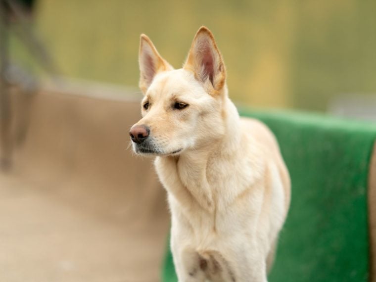 Korea Jindo Dog