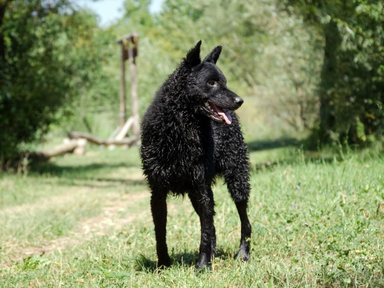 Kroatischer Schäferhund