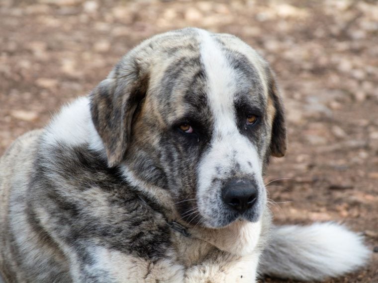 Spanischer Mastiff