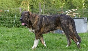 Spanischer Mastiff