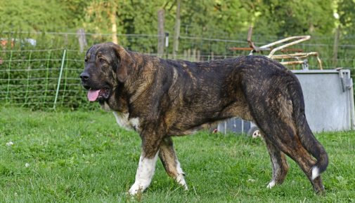 Spanischer Mastiff