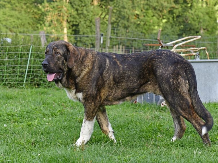 Spanische Mastiff