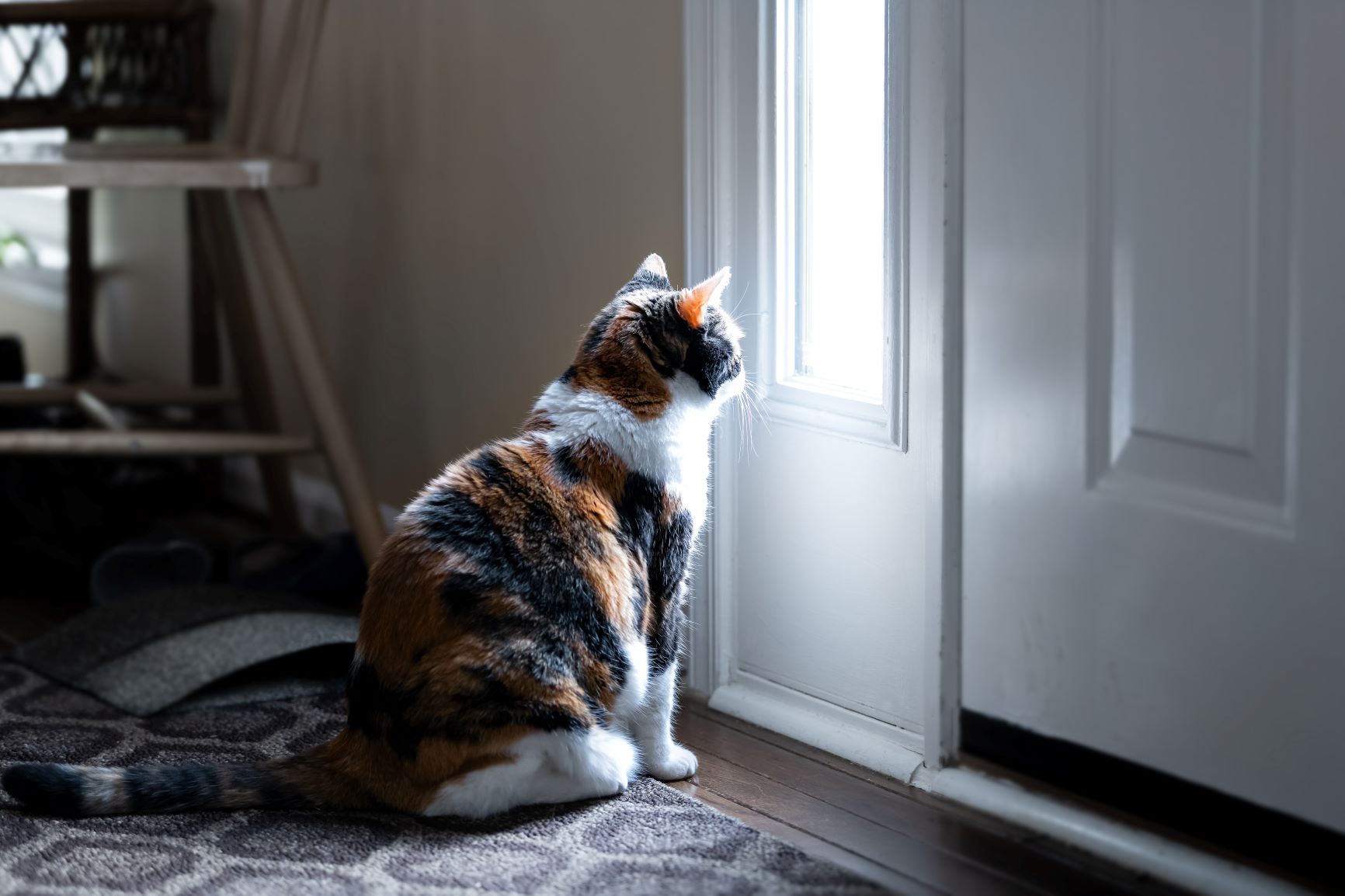 Katze Urlaub Zu Hause Lassen