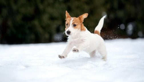 Kleiner Hund im Schnee