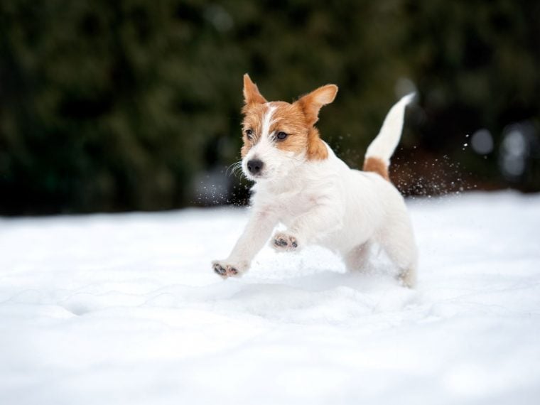 Kleiner Hund im Schnee