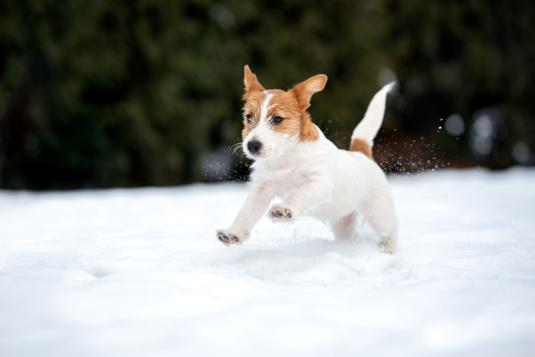 Hunde im Winter Magazin