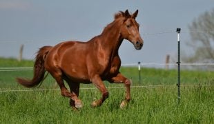 Bayerisches Warmblut