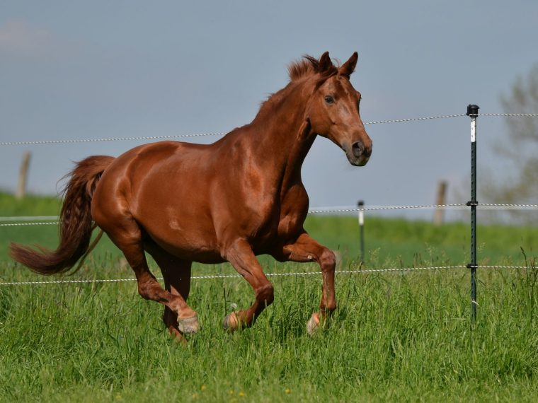 Bayerisches Warmblut