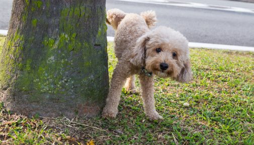 Harnwegserkrankungen bei Hunden