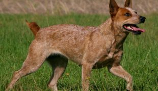 Australian Stumpy Tail Cattle Dog