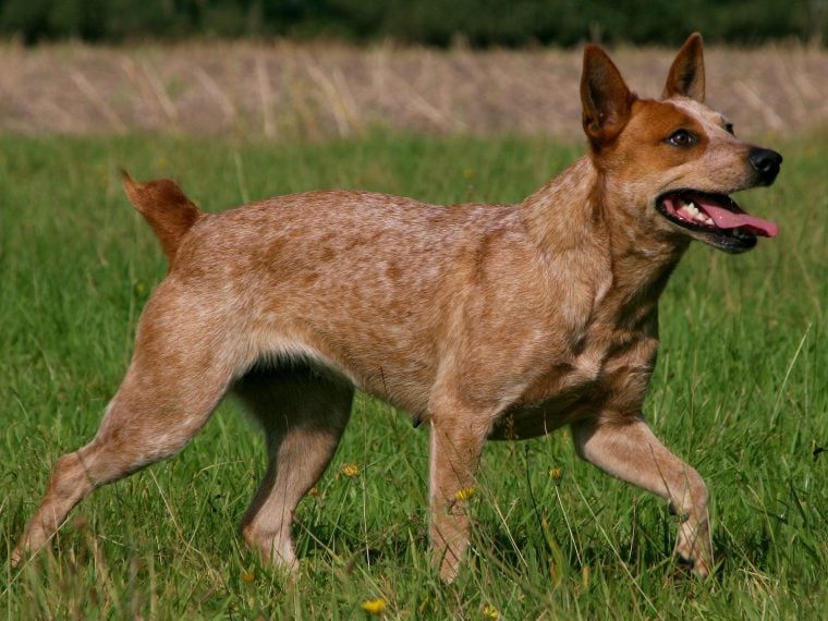 Australian Stumpy Tail Dog im Rasseportrait| ZooRoyal