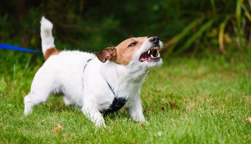 Gefährlicher Hund