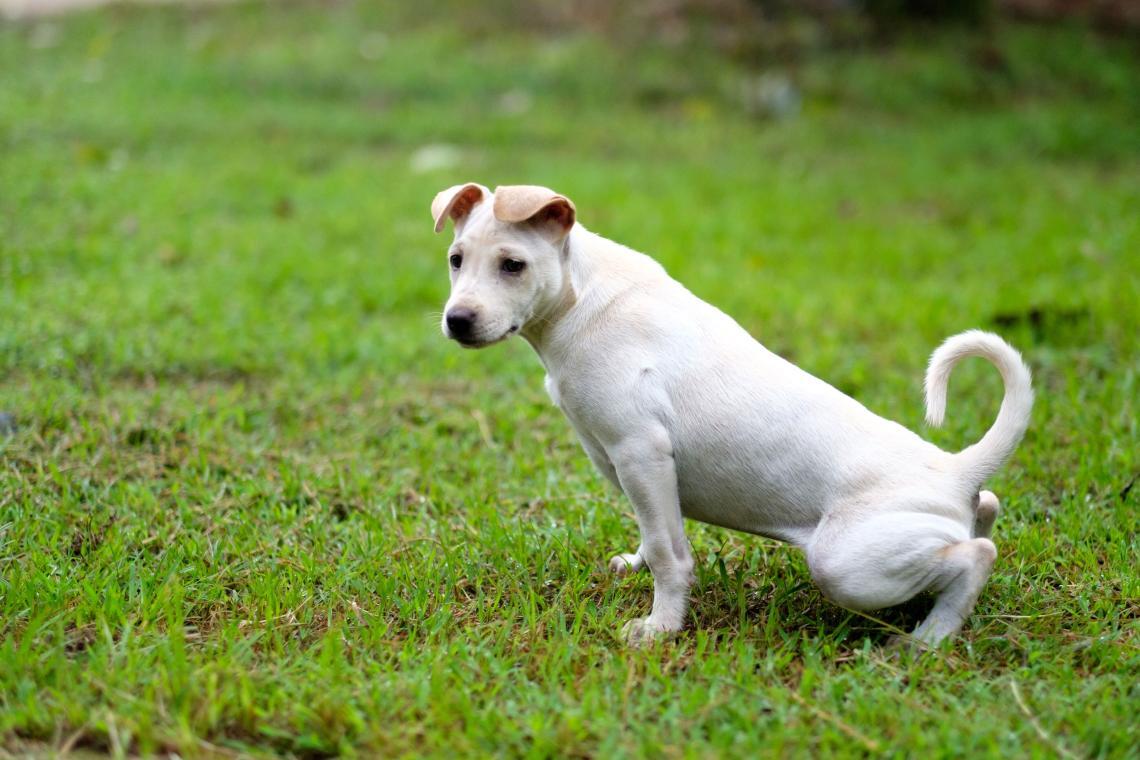 Hund Kann Urin Nicht Halten www.zooroyal.de