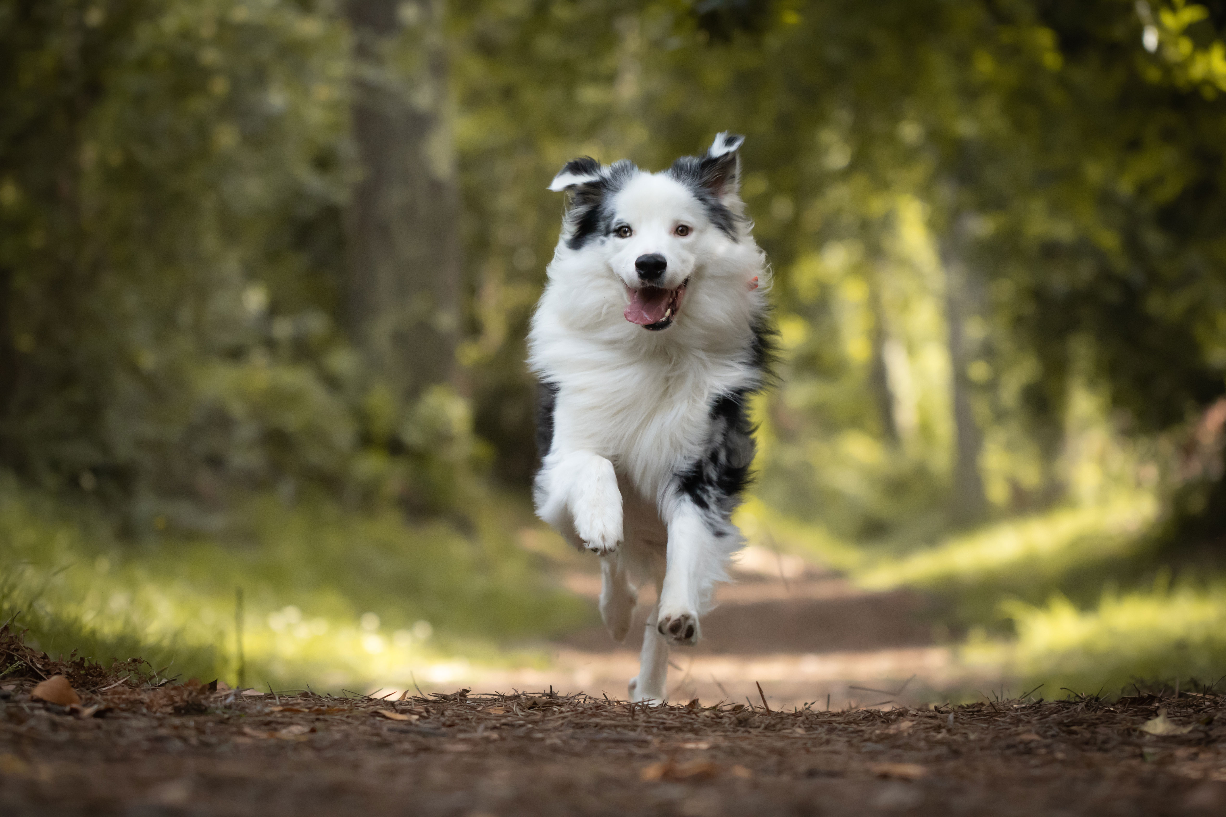 Hundegedächtnis: Das Kurz- & Langzeitgedächtnis