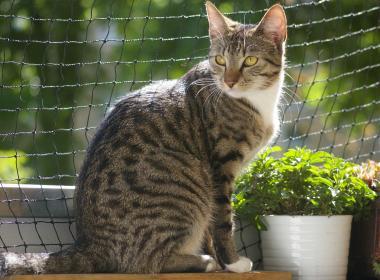 Katzenbalkon