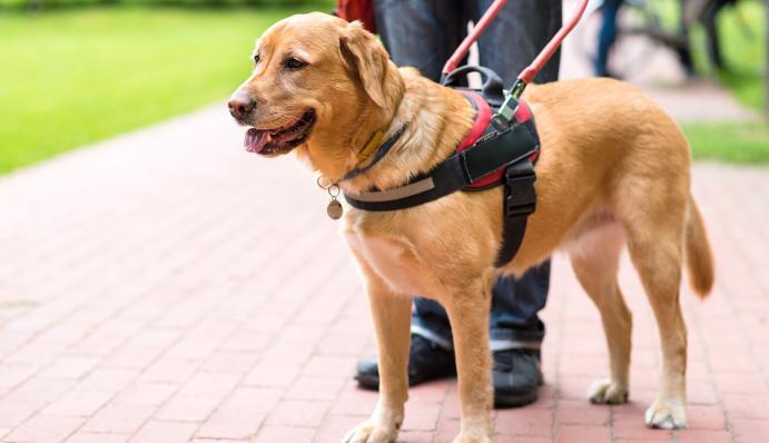 Hunde im Einsatz ZooRoyal Magazin