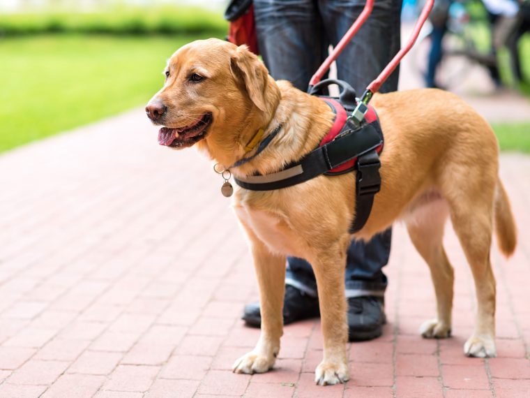 Mobilitätsassistenzhund