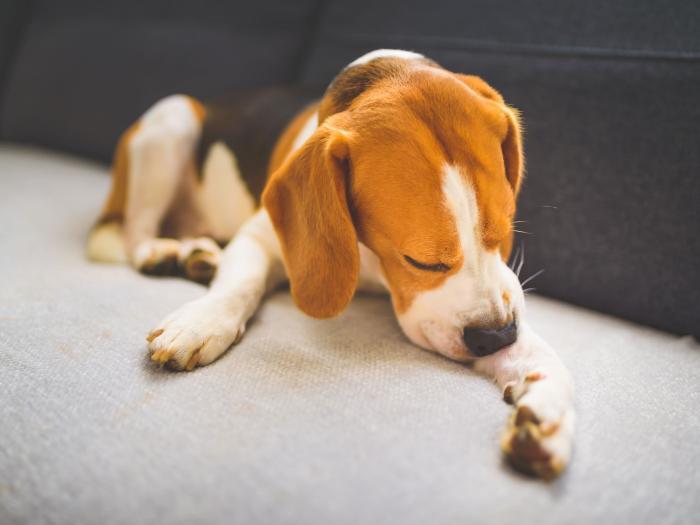 Stress beim Hund erkennen und behandeln ZooRoyal Magazin