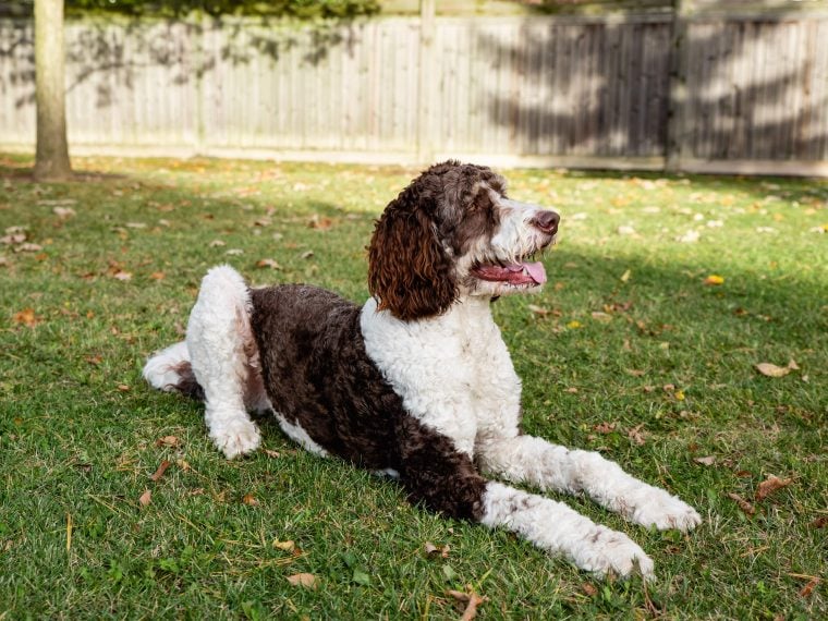 Bernedoodle