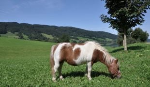 American Miniature Horse