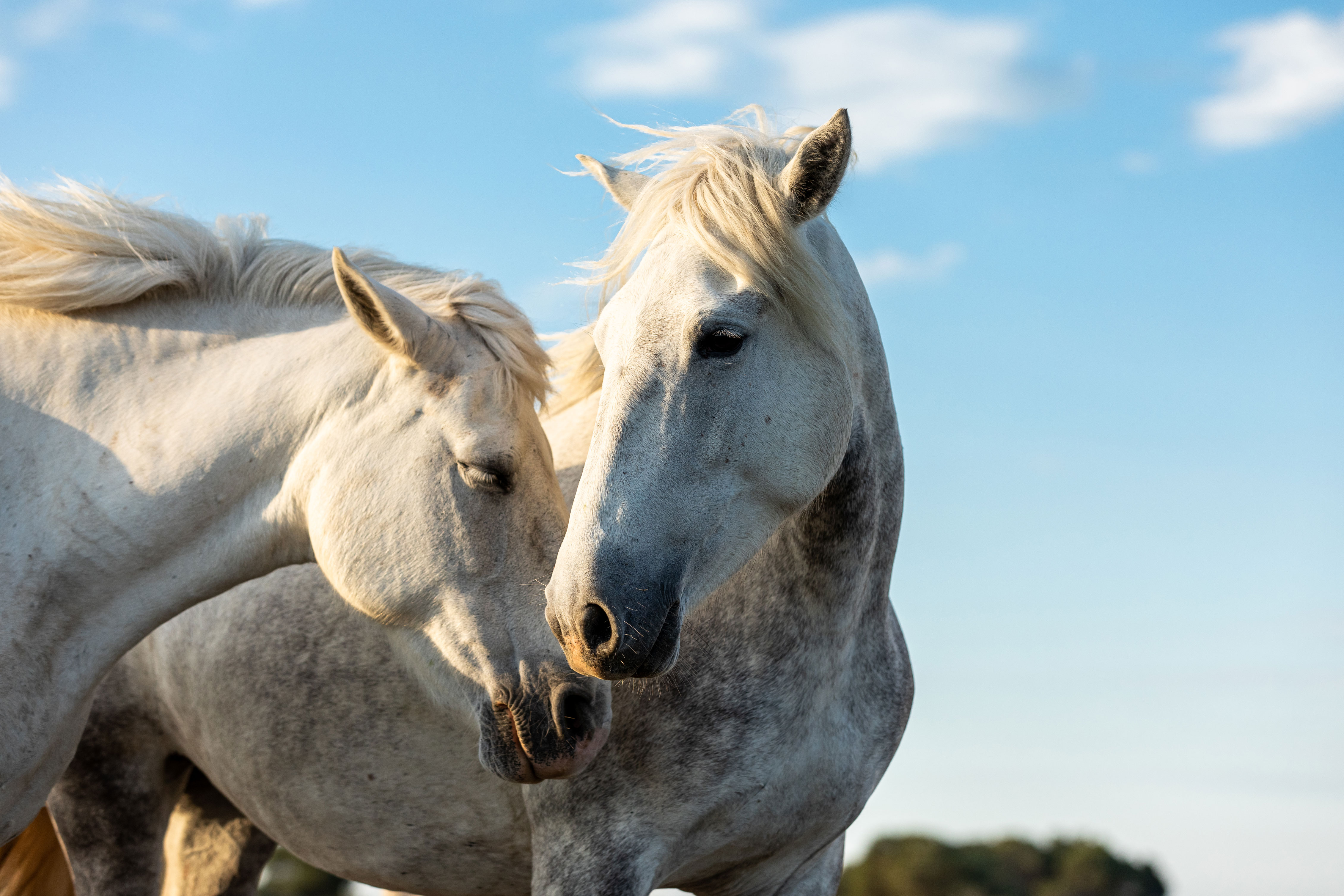 Camargue Pferd im Rasseportrait | ZooRoyal Magazin