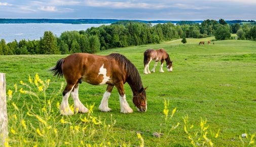 Clydesdale