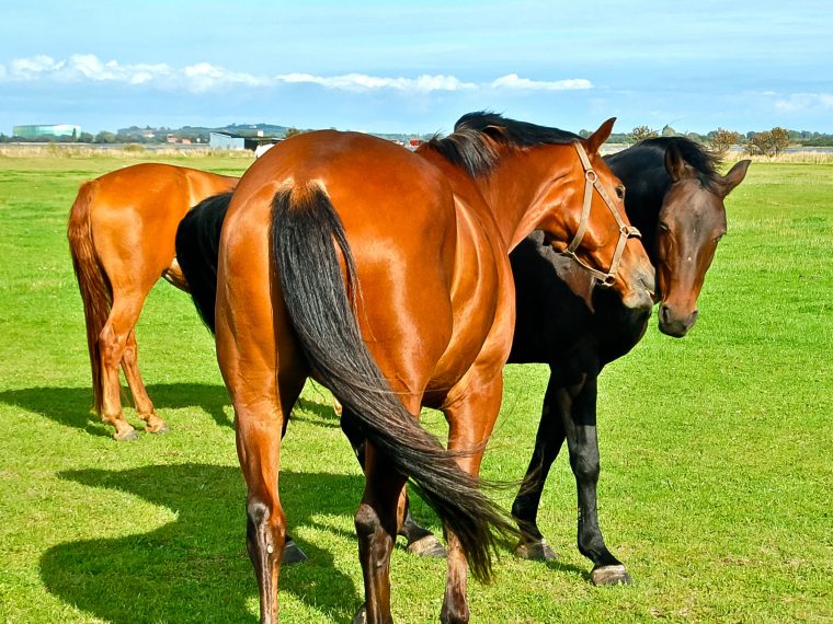 Dänisches Warmblut
