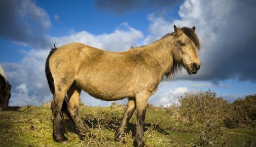 Dartmoor Pony