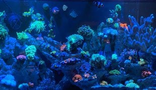 Alle Qualle aquarium im Überblick