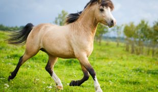 Welsh Pony