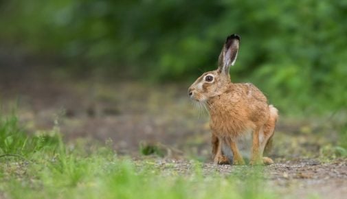 Die Hasenpest in NRW