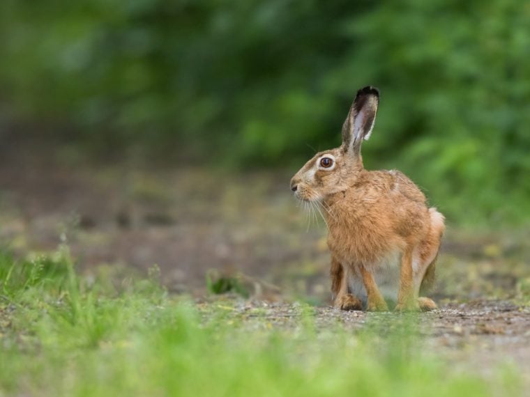 Die Hasenpest in NRW