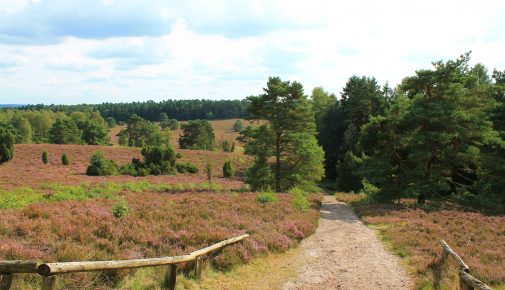 Heidschnuckenweg in der Lüneburger Heide