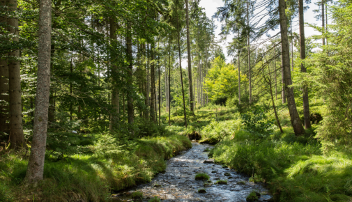 Bayerischer Wald