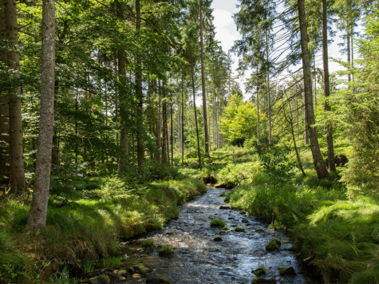 Bayerischer Wald