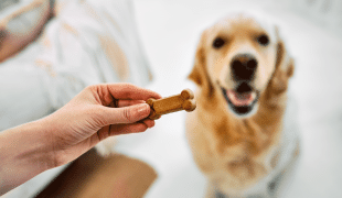 Impulskontrolle Hund