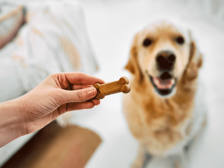 Impulskontrolle Hund