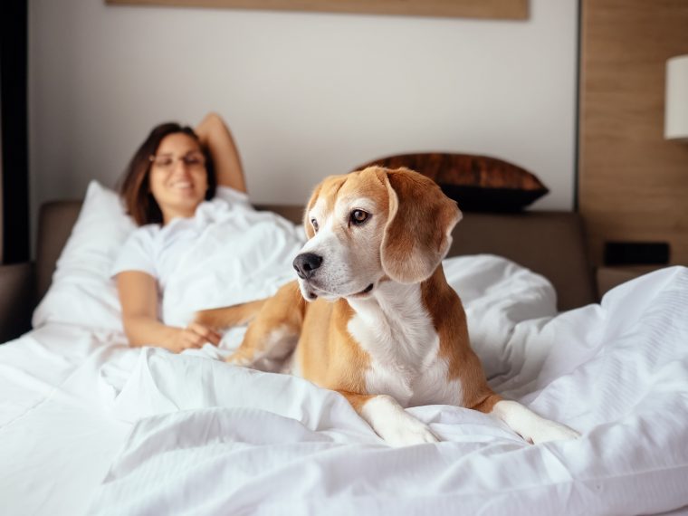 Hund im Hotel