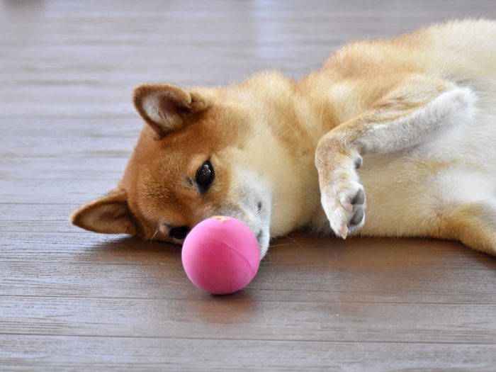 hund rollen
